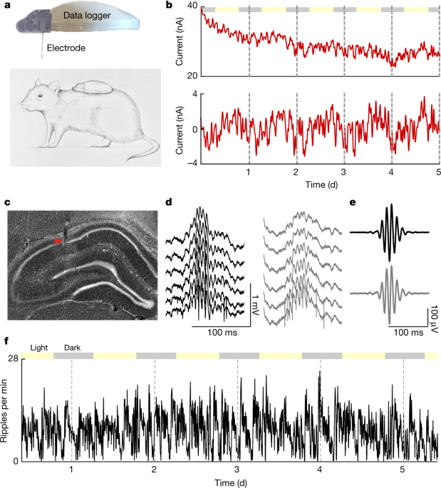 The hippocampus has previously been implicated in both cognitive and endocrine functions1,2,3,4,5,6,7,8,9,10,11,12,13,14,15. We simultaneously measure