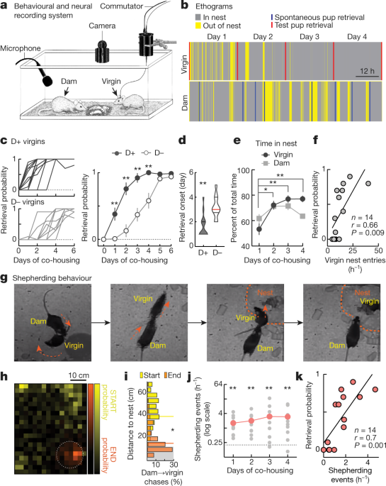 Oxytocin Neurons Enable Social Transmission Of Maternal Behaviour Nature