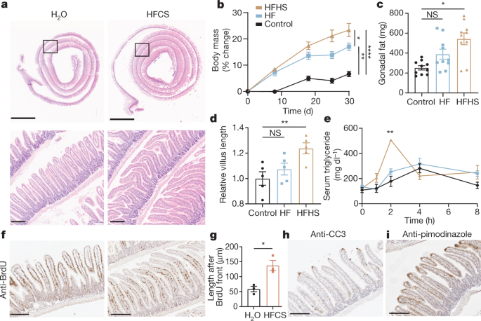 Dietary fructose improves intestinal cell survival and nutrient absorption