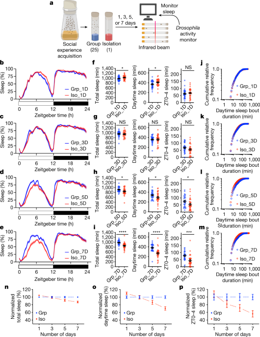 Chronic social isolation signals starvation and reduces sleep in Drosophila