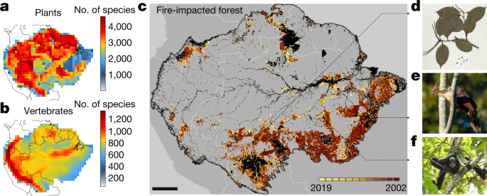 How deregulation, drought and increasing fire impact Amazonian biodiversity  | Nature