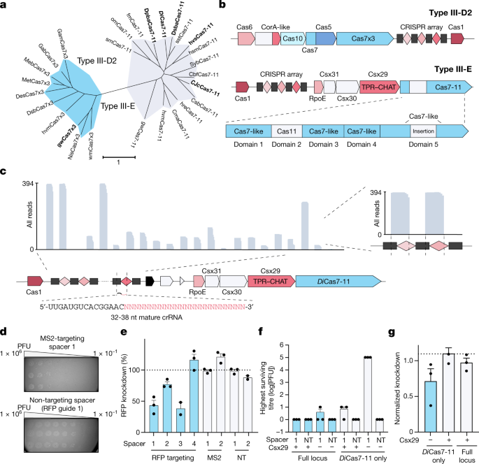 Programmable Rna Targeting With The Single Protein Crispr Effector Cas7 11 Nature Programmable Rna Targeting With The Single Protein Crispr Effector Cas7 11 Nature