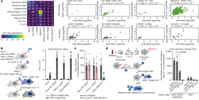 CD209L/L-SIGN and CD209/DC-SIGN Act as Receptors for SARS-CoV-2