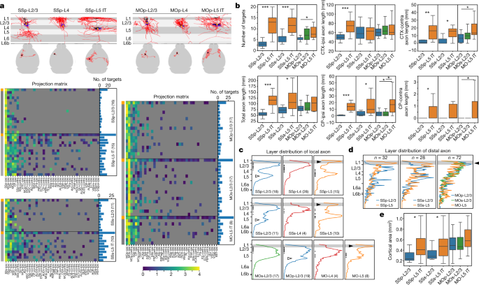 Morphological diversity of single neurons in molecularly defined cell types