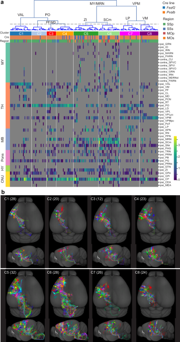 Morphological diversity of single neurons in molecularly defined