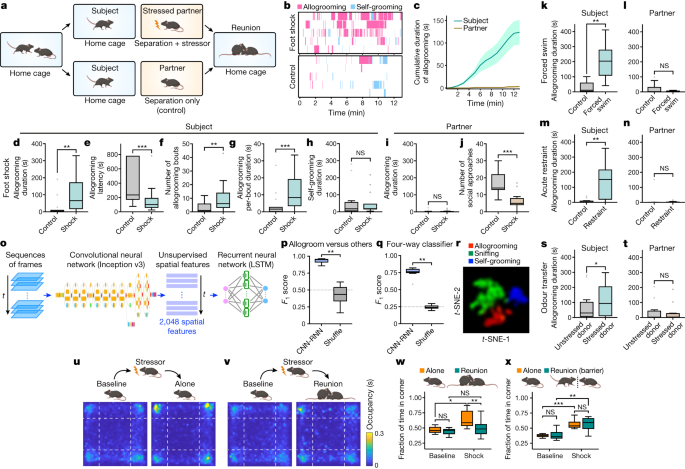 Neural control of affiliative touch in prosocial interaction | Nature Neural control of affiliative touch in prosocial interaction | Nature