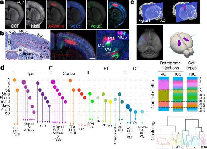 Cellular anatomy of the mouse primary motor cortex | Nature