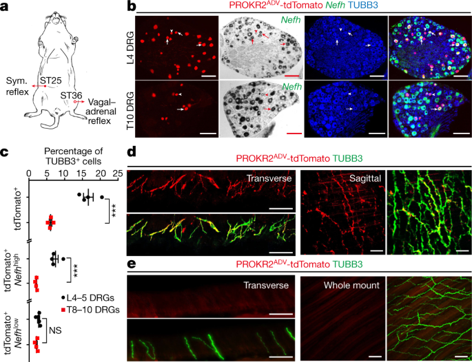 Re: [閒聊] 中醫幾千年歷史下來最強的是不是穴位?