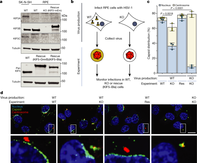 Herpesviruses Assimilate Kinesin To Produce Motorized Viral Particles Nature