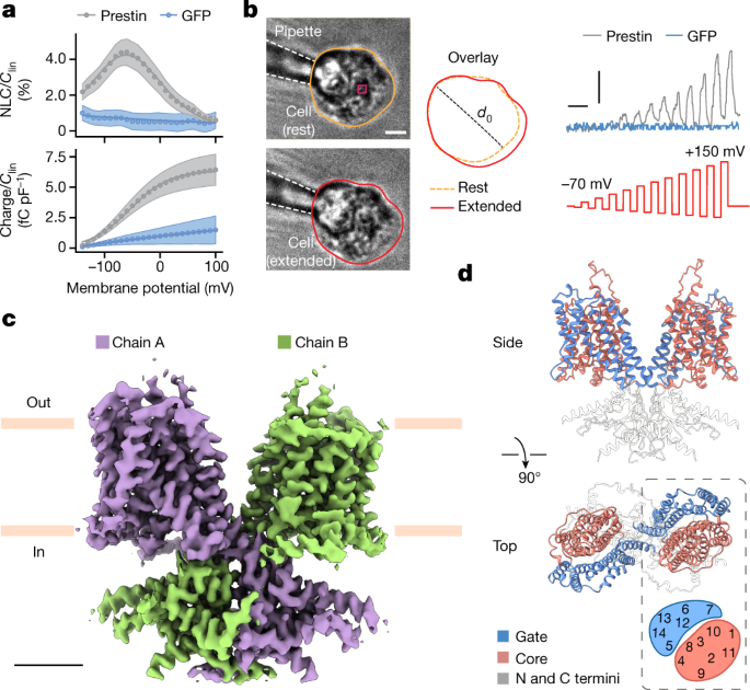 The Conformational Cycle Of Prestin Underlies Outer Hair Cell Electromotility Nature