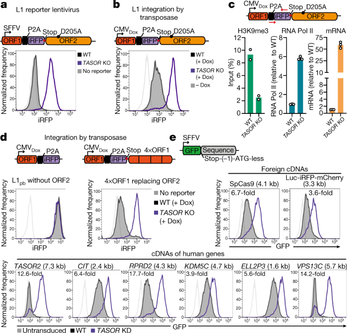 Genome surveillance by HUSH-mediated silencing of intronless mobile  elements | Nature