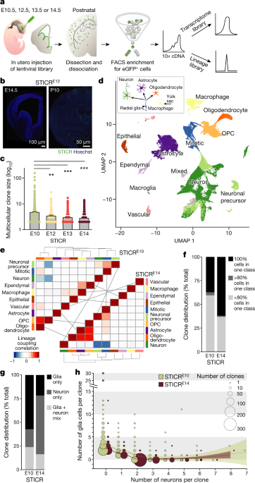 Single-cell delineation of lineage and genetic identity in the mouse brain