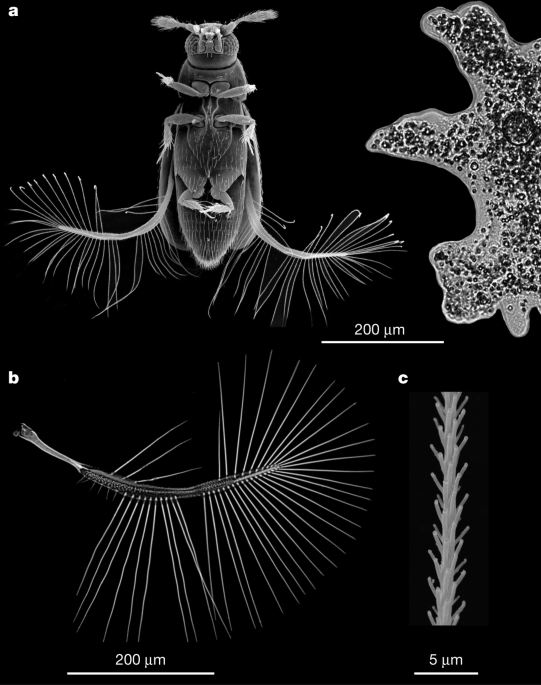 Novel flight style and light wings boost flight performance of tiny beetles