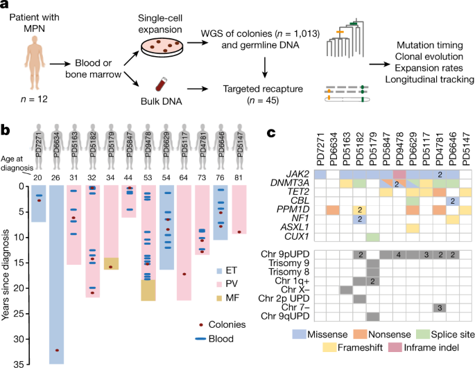 Life histories of myeloproliferative neoplasms inferred from phylogenies - Nature