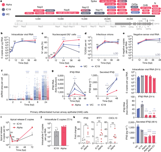 Loop de loop: viral RNA evades IFIT1 targeting: Trends in Microbiology