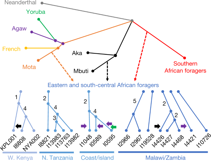 Ancient DNA and deep population structure in sub-Saharan African foragers