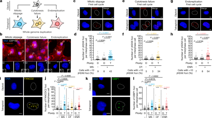 Genetic instability from a single s phase after whole-genome duplication