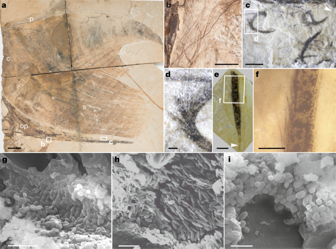 Pterosaur melanosomes support signalling functions for early feathers