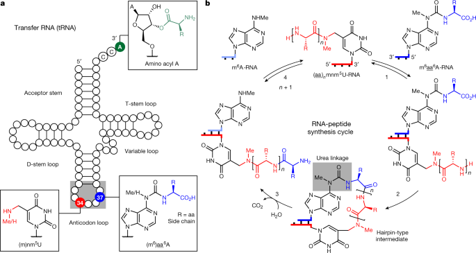 A prebiotically plausible scenario of an RNA–peptide world