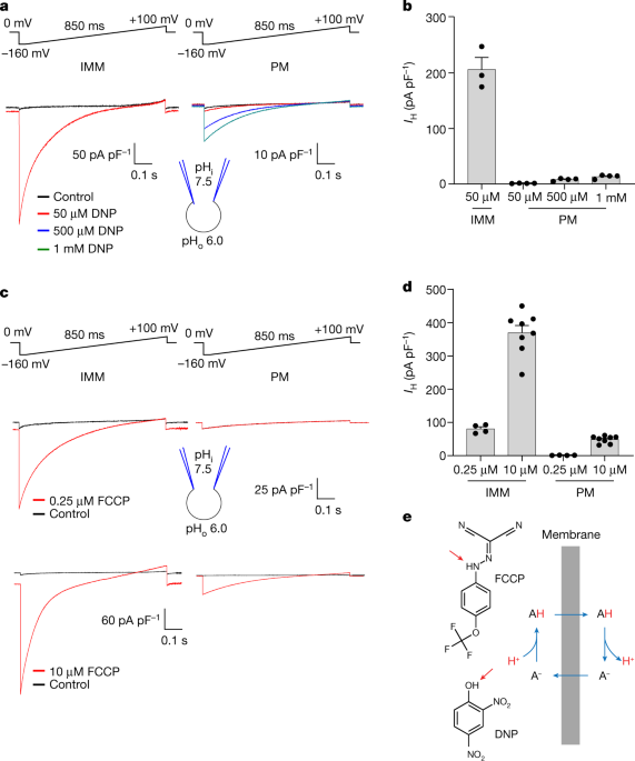Mitochondrial uncouplers induce proton leak by activating AAC and UCP1