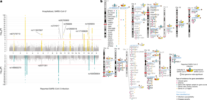 Mapping the human genetic architecture of COVID-19