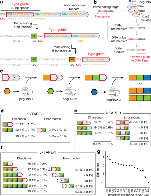 A time-resolved, multi-symbol molecular recorder via sequential genome  editing | Nature