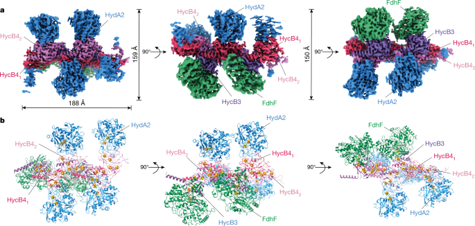 Membrane-anchored HDCR nanowires drive hydrogen-powered CO2 fixation |  Nature