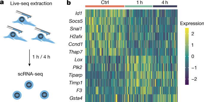 Tunable Single-Cell Extraction for Molecular Analyses: Cell