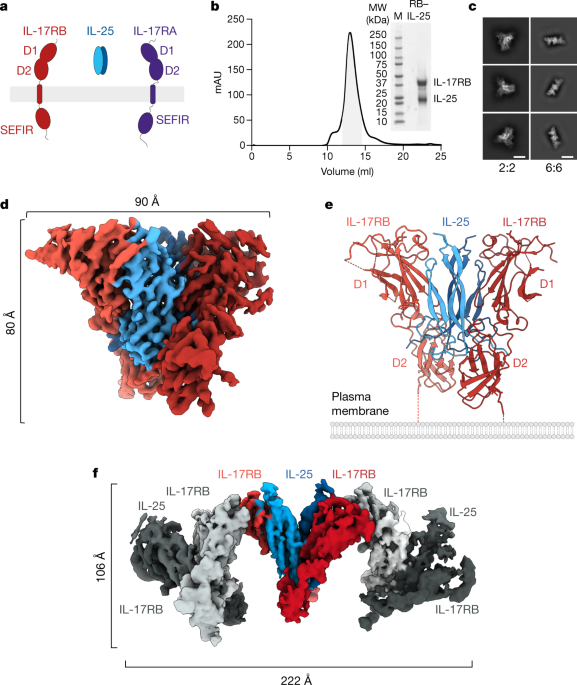 Organizing structural principles of the IL-17 ligand–receptor axis
