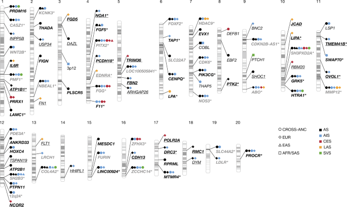 Stroke genetics informs drug discovery and risk prediction across ancestries