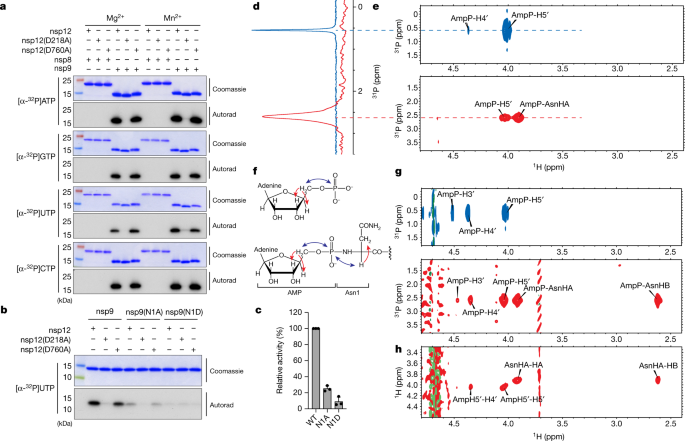 Structural basis of RNA cap modification by SARS-CoV-2