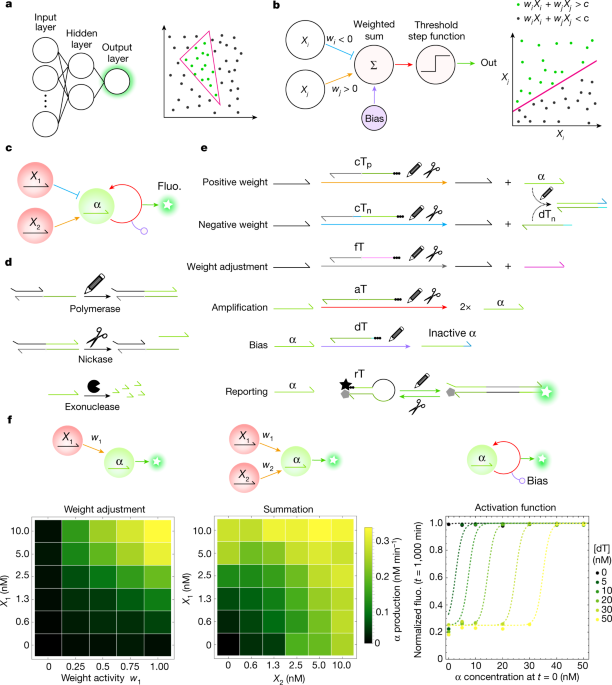 Nonlinear decision-making with enzymatic neural networks