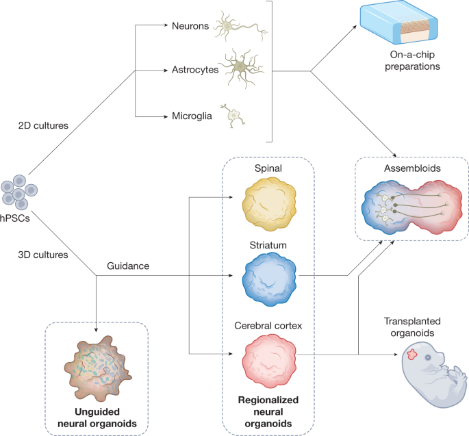 A nomenclature consensus for nervous system organoids and assembloids - Nature.com