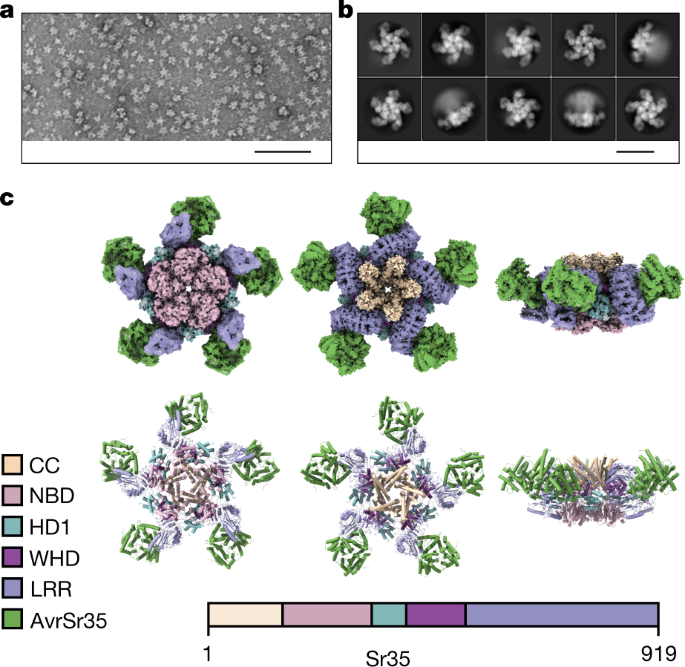 A wheat resistosome defines common principles of immune receptor channels - Nature.com