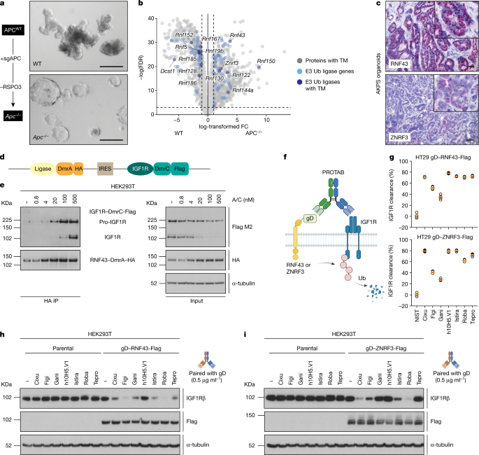 Antibody targeting of E3 ubiquitin ligases for receptor degradation