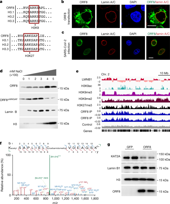 SARS-CoV-2 disrupts host epigenetic regulation via histone mimicry - Nature.com