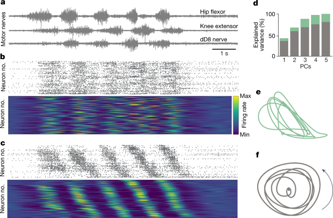 Movement is governed by rotational neural dynamics in spinal motor networks