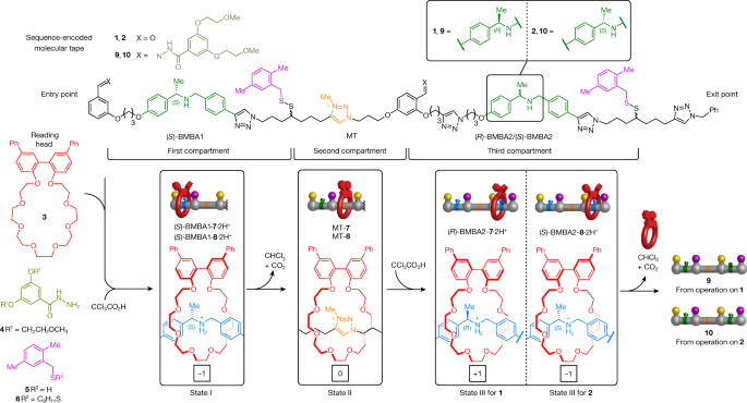 A tape-reading molecular ratchet