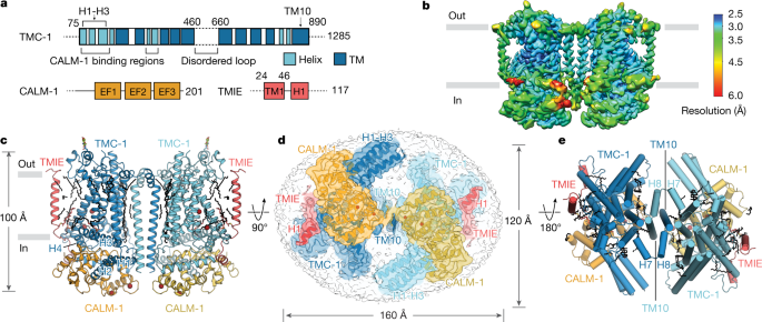 Structures of the TMC-1 complex illuminate mechanosensory transduction