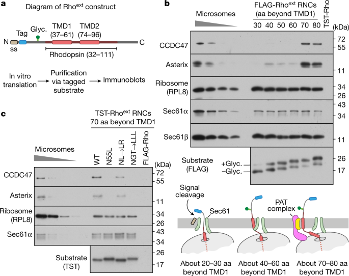 Mechanism of an intramembrane chaperone for multipass membrane proteins