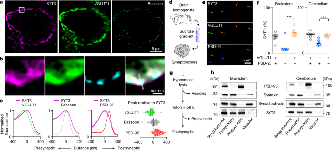 Fast resupply of synaptic vesicles requires synaptotagmin-3
