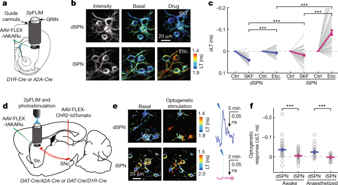 Locomotion activates PKA through dopamine and adenosine in striatal neurons  | Nature