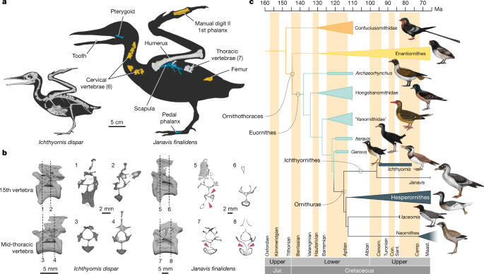 Cretaceous ornithurine supports a neognathous crown bird ancestor - Nature.com