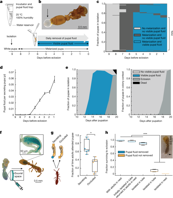 The pupal moulting fluid has evolved social functions in ants - Nature.com