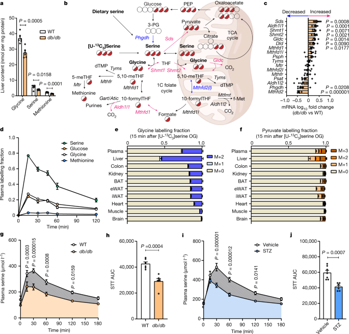 Insulin-regulated serine and lipid metabolism drive peripheral neuropathy - Nature.com