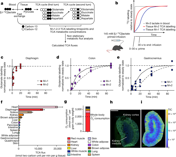 Slow TCA flux and ATP production in primary solid tumours but not metastases - Nature.com