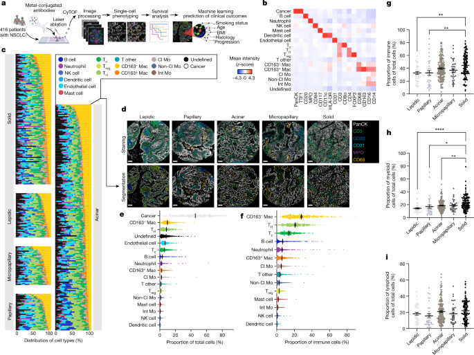 Single-cell spatial landscapes of the lung tumour immune microenvironment - Nature.com