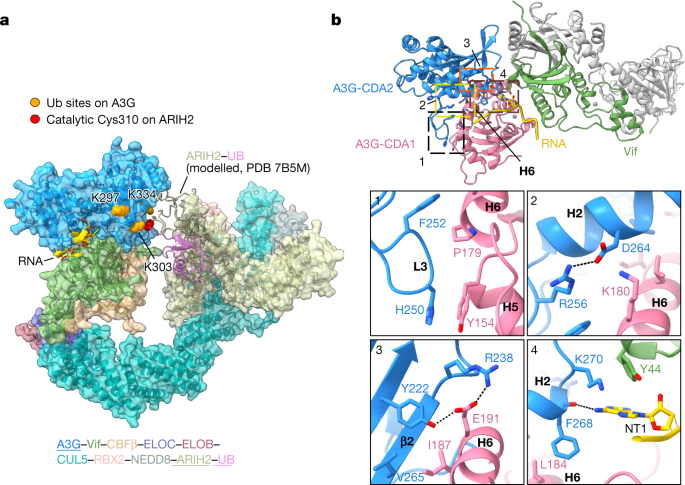 For the first time (in cryo-EM): A3G and Vif structure revealed