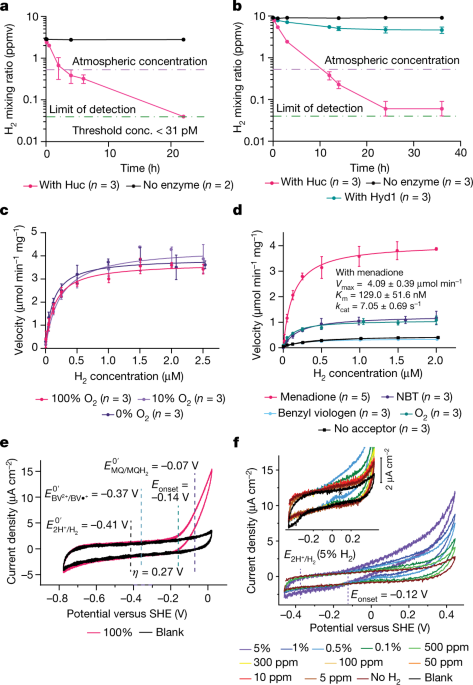 Structural basis for bacterial energy extraction from atmospheric hydrogen - Nature