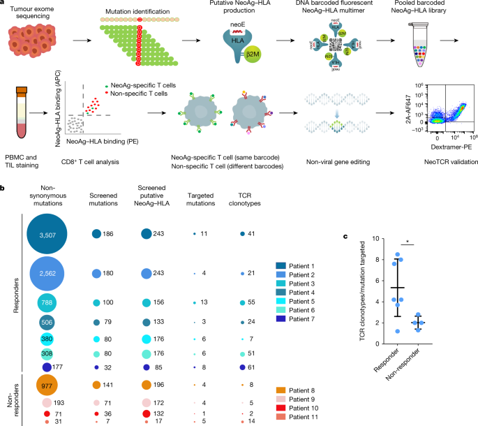 Neoantigen-targeted CD8+ T cell responses with PD-1 blockade therapy - Nature.com